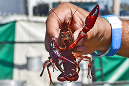 Live Crawfish